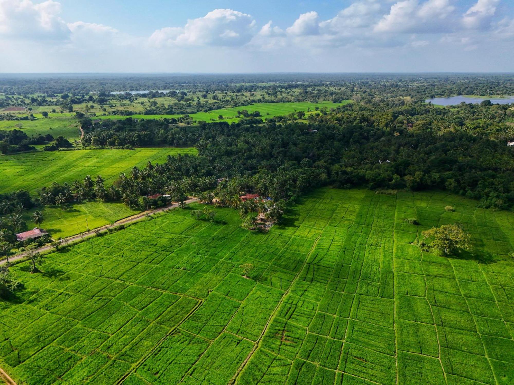Green Sapphire Holiday Resort Wilpaththu Wilpattu Buitenkant foto
