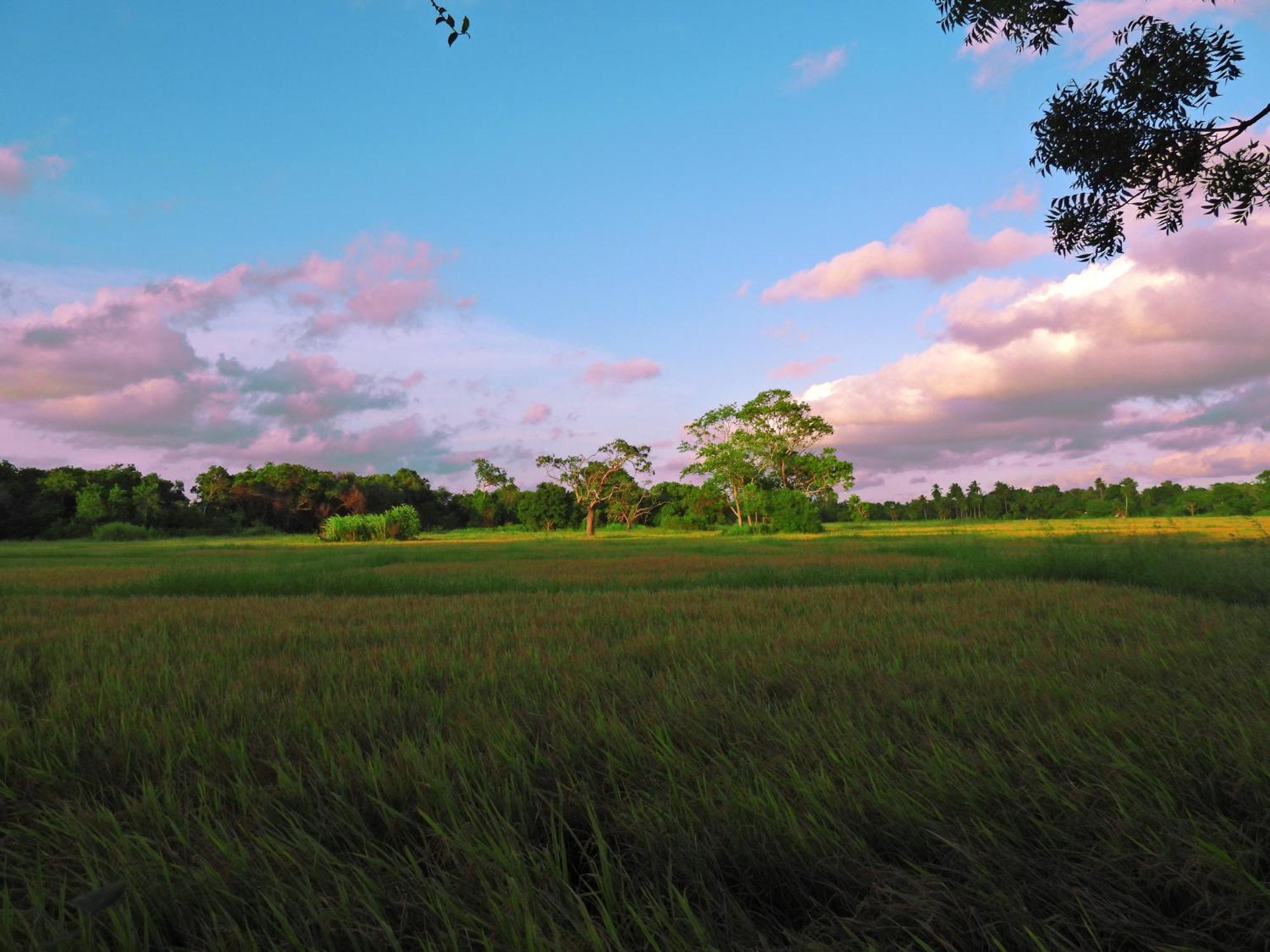 Green Sapphire Holiday Resort Wilpaththu Wilpattu Buitenkant foto