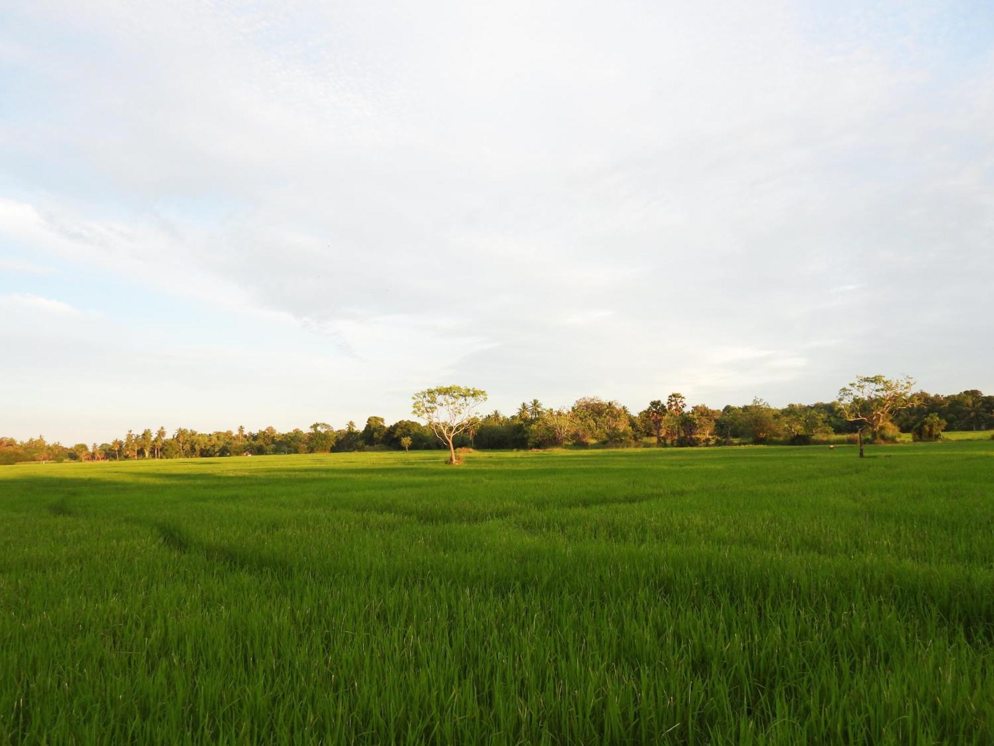 Green Sapphire Holiday Resort Wilpaththu Wilpattu Buitenkant foto