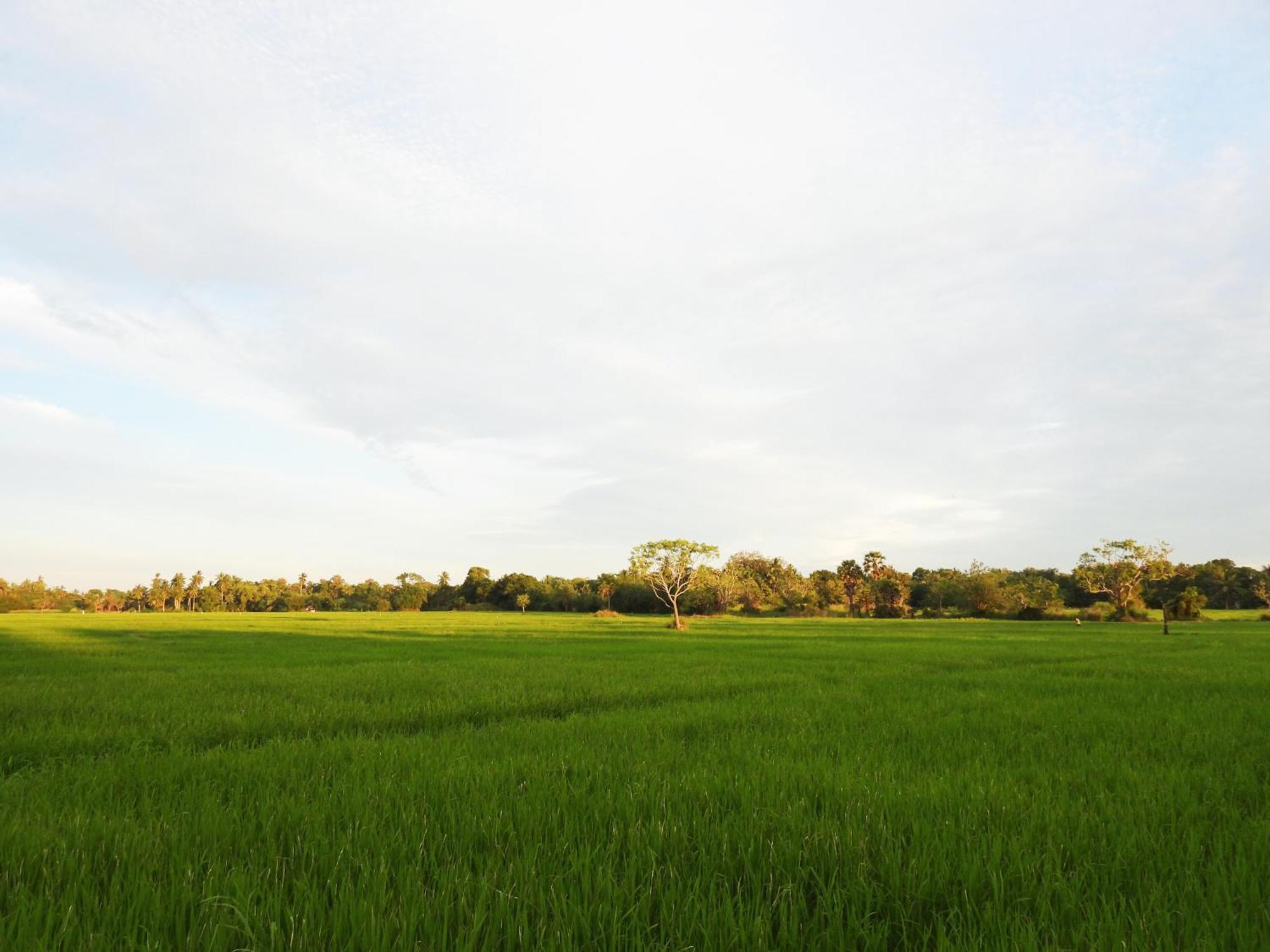 Green Sapphire Holiday Resort Wilpaththu Wilpattu Buitenkant foto