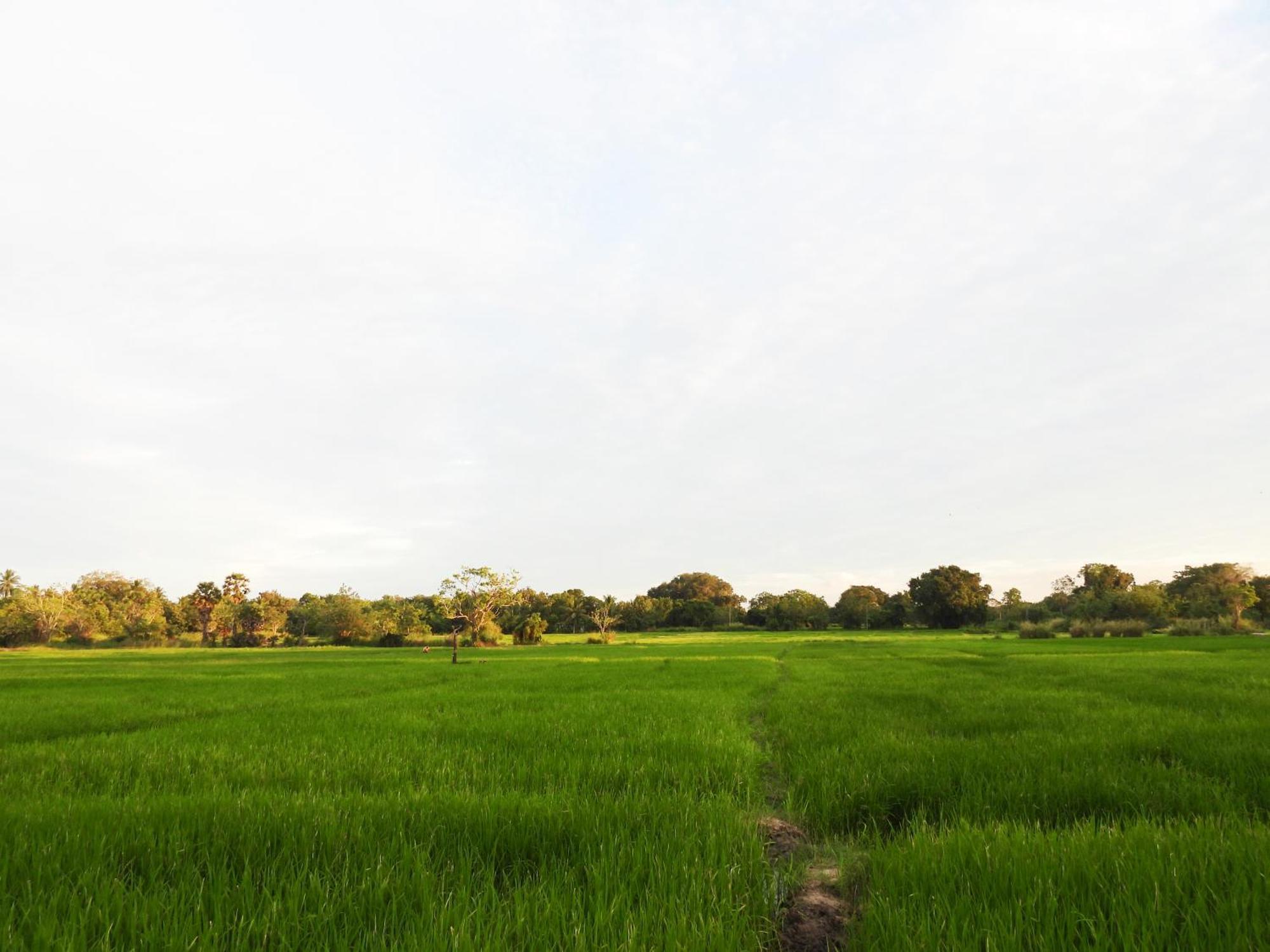 Green Sapphire Holiday Resort Wilpaththu Wilpattu Buitenkant foto