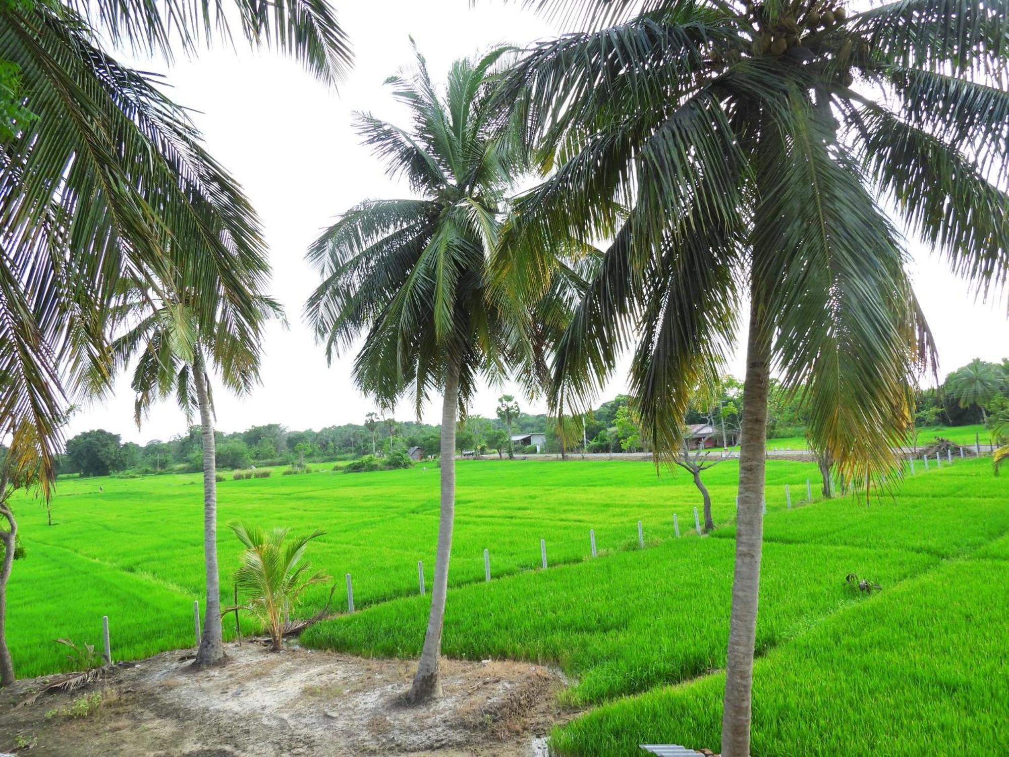 Green Sapphire Holiday Resort Wilpaththu Wilpattu Buitenkant foto