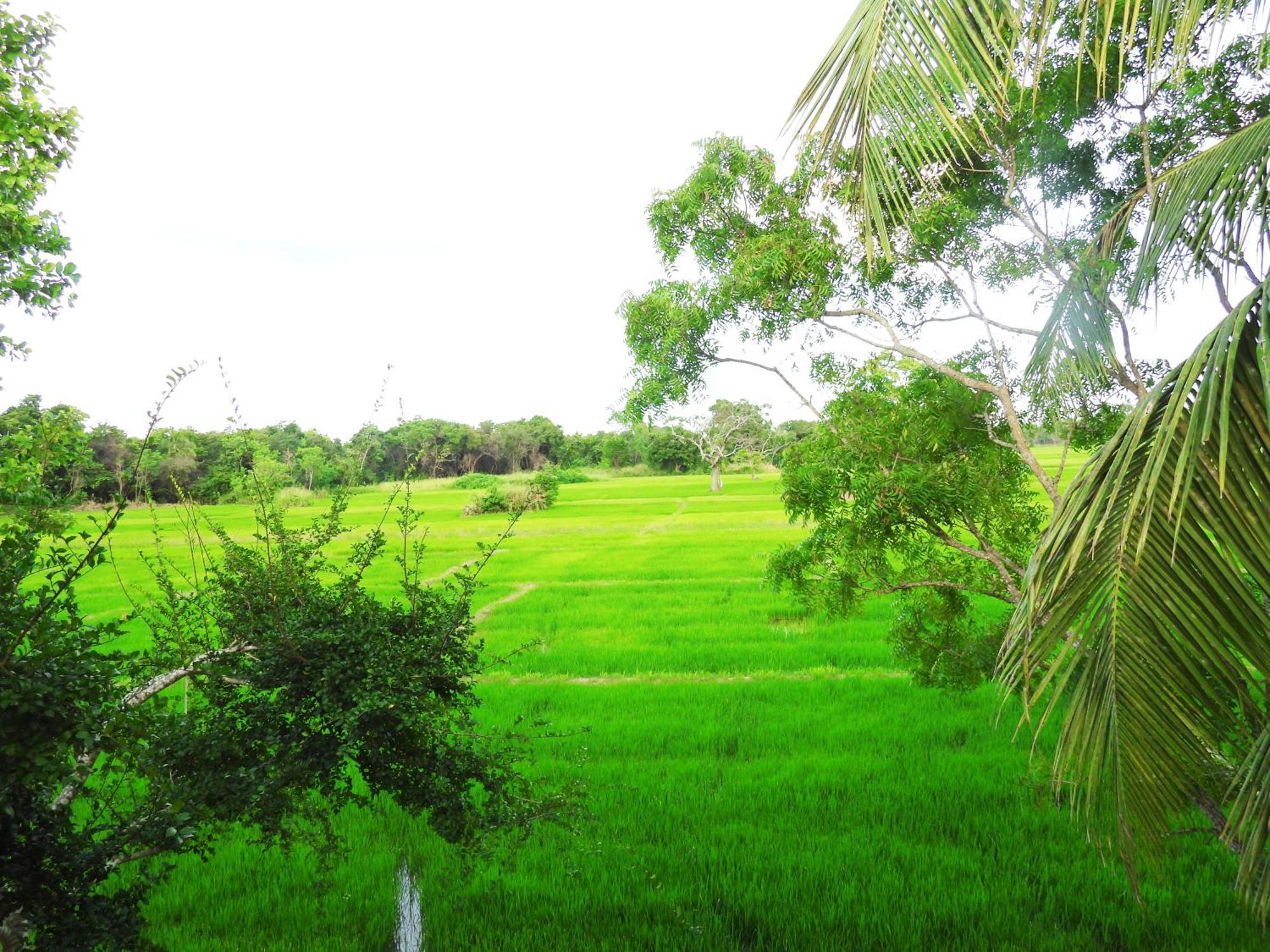 Green Sapphire Holiday Resort Wilpaththu Wilpattu Buitenkant foto