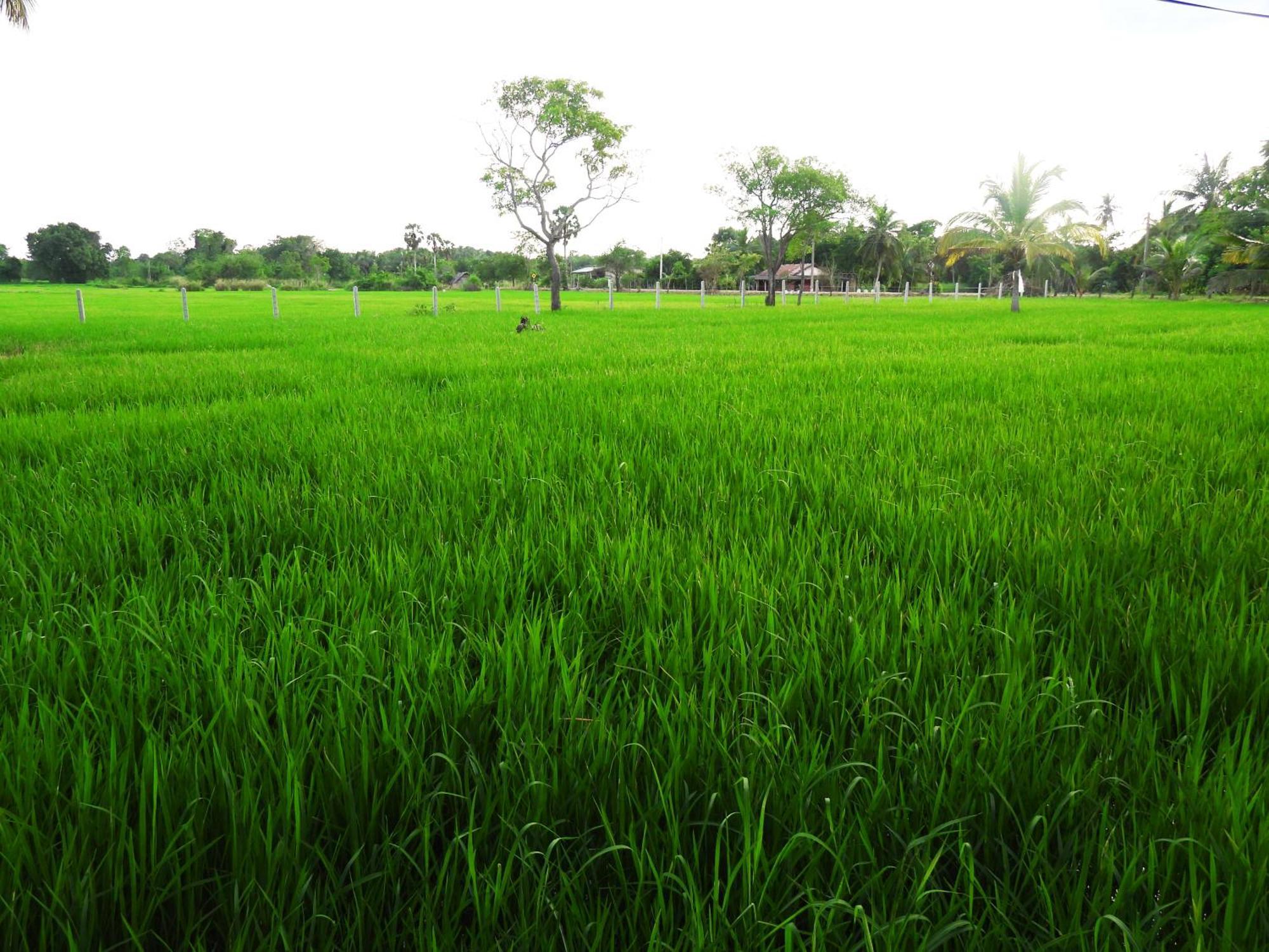 Green Sapphire Holiday Resort Wilpaththu Wilpattu Buitenkant foto