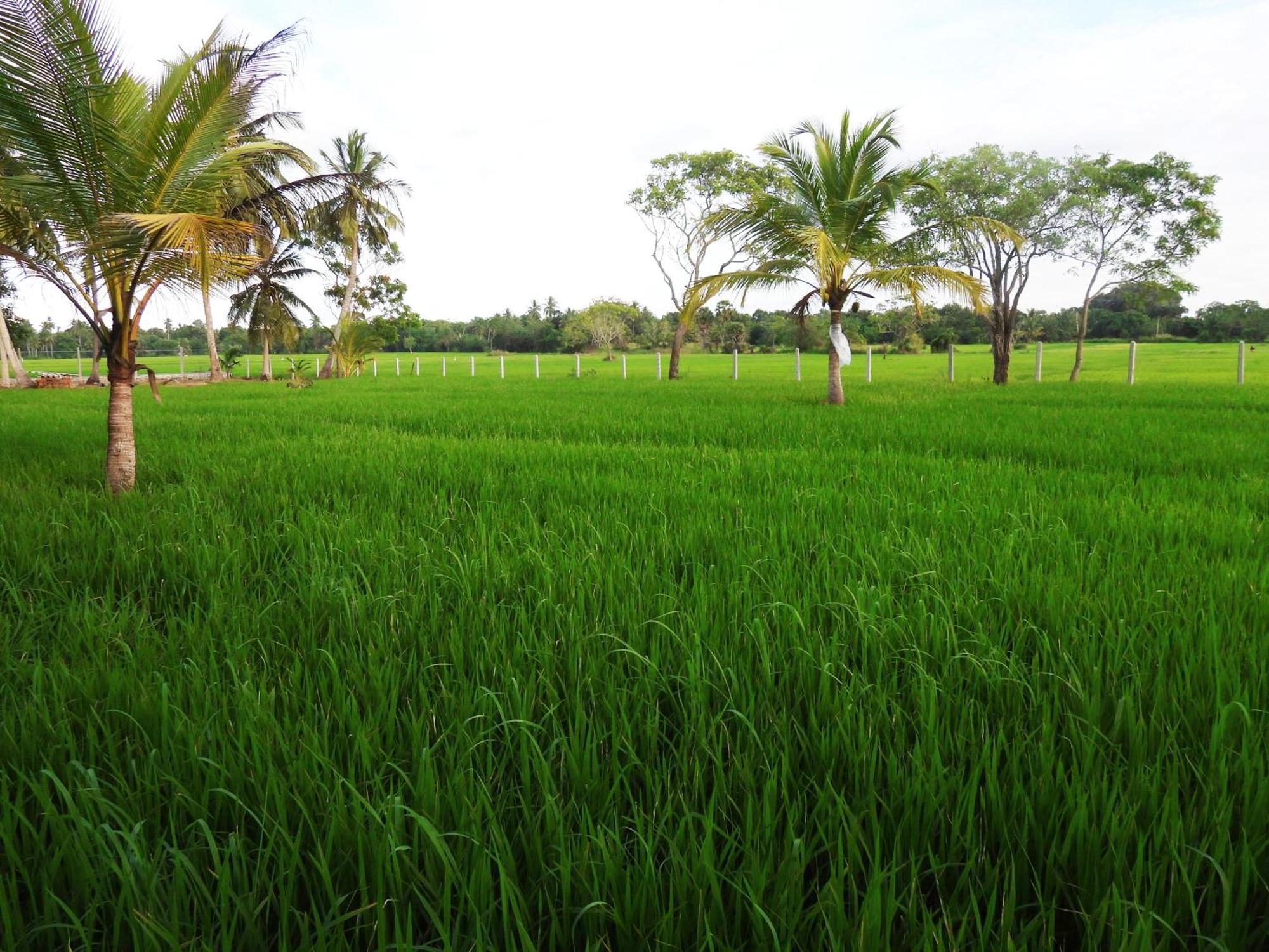 Green Sapphire Holiday Resort Wilpaththu Wilpattu Buitenkant foto