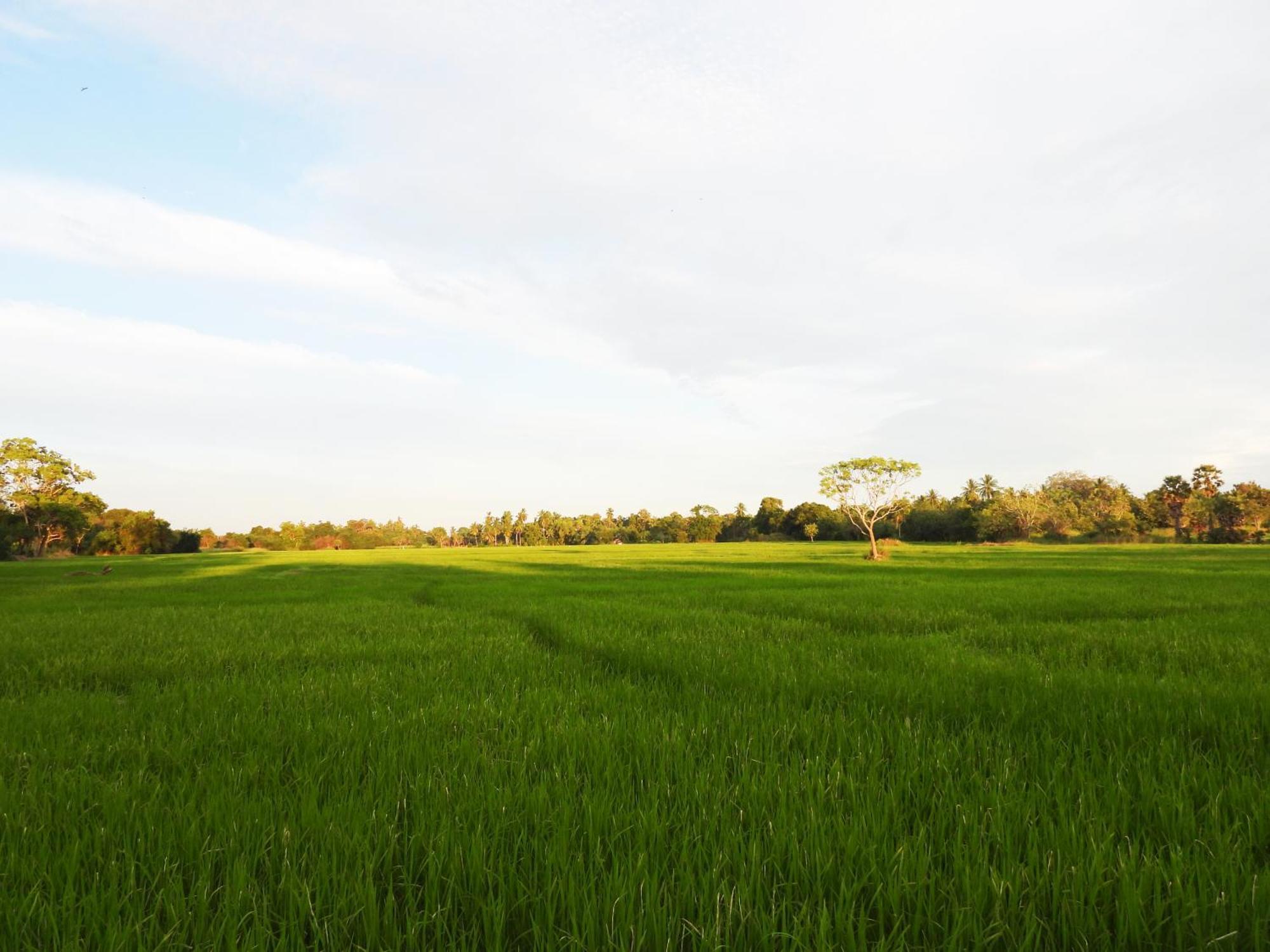 Green Sapphire Holiday Resort Wilpaththu Wilpattu Buitenkant foto